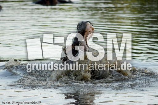 Flusspferd (31 von 104).jpg